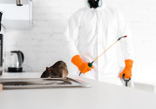Rodent control specialist inspecting a commercial property
