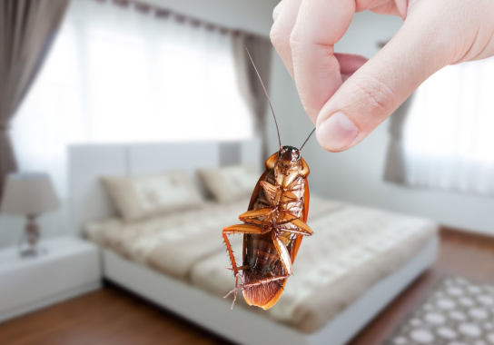 Access Plus certified technician performing pest inspection