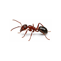 Ant