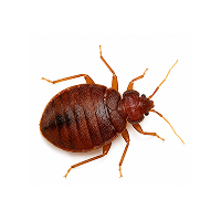 Bed bug