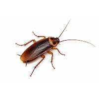 Cockroach