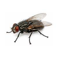 Fly