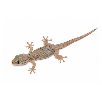 Lizard