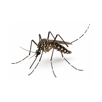 Mosquito