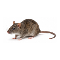 Rodent