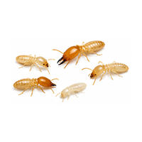 Termite